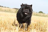 CHOW CHOW 025